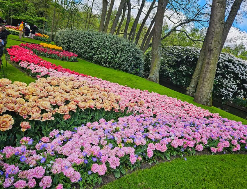 From Amsterdam: Tulip Tour Keukenhof & City Tour Delft - Delft’s canal city feel: the guided orientation plus your own roaming time