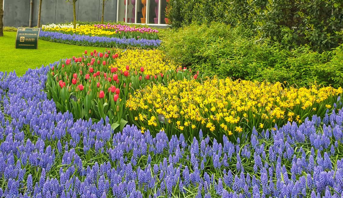 From Amsterdam: Tulip Tour Keukenhof & City Tour Delft - Keukenhof gardens: the guided stroll that helps you see more than flowers