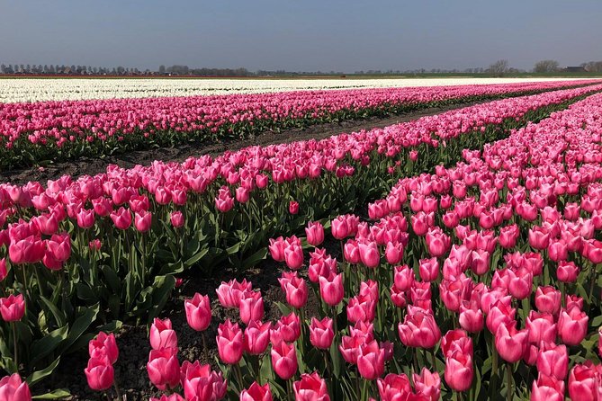 Full day tour to Texel - Friesian Islands - from Amsterdam - A straightforward Amsterdam-to-Texel day, built around the sea