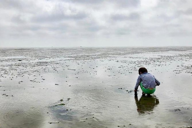 Full day tour to Texel - Friesian Islands - from Amsterdam - Boat and bus tours: why the mix matters
