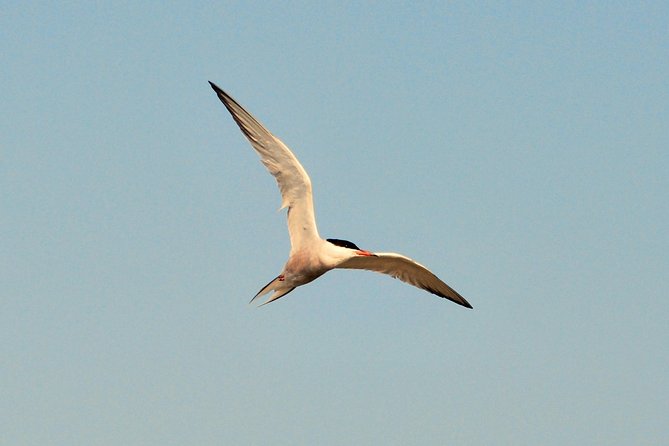 Full day tour to Texel - Friesian Islands - from Amsterdam - What you’re really paying for: transfers, ferry, guide, and more than one kind of sightseeing