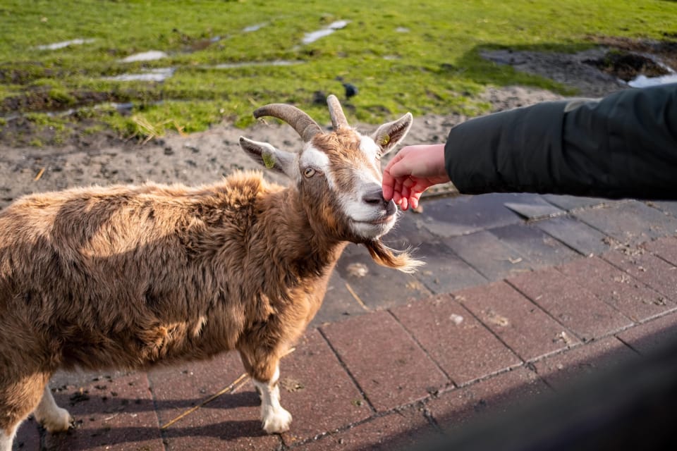 Half-Day Private Guided Sightseeing Tour of Zaanse Schans - What you eat and taste: Dutch treats with a clear place in the day
