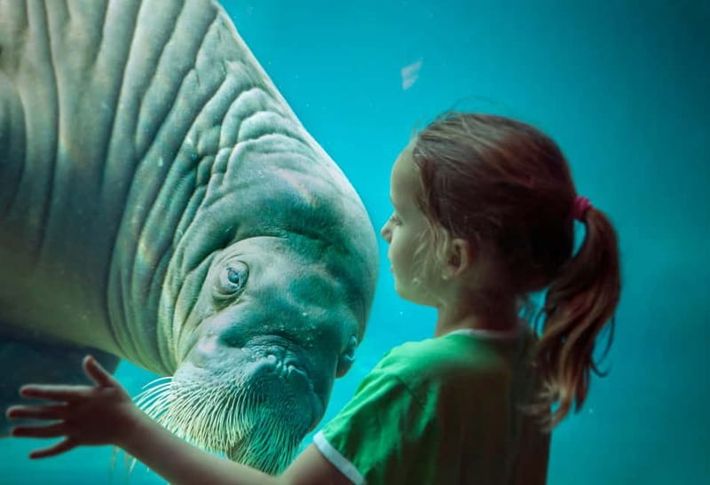 Harderwijk: Dolfinarium Entry Ticket - First look: what you’re really buying with a $28 ticket