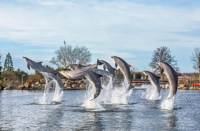 Harderwijk: Dolfinarium Entry Ticket - Marine life you can see up close: sharks, rays, and more