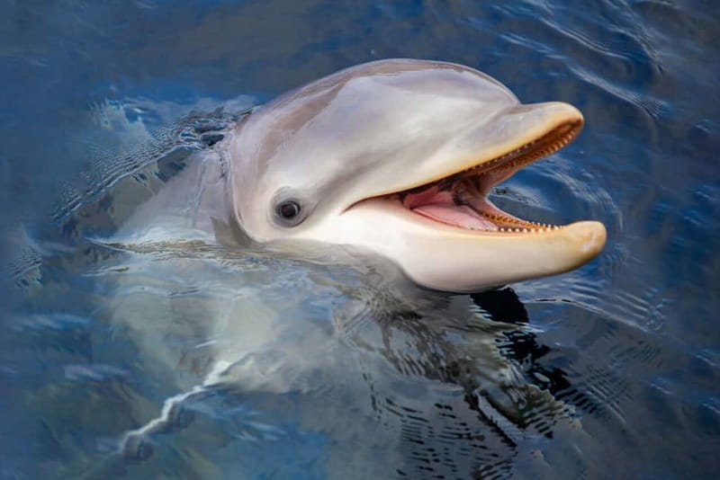 Harderwijk: Dolfinarium Entry Ticket - Practical tips that make the day easier