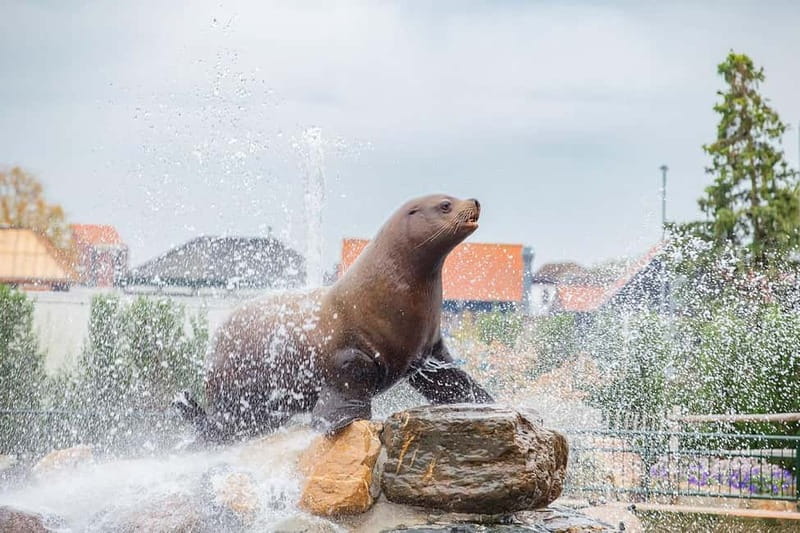 Harderwijk: Dolfinarium Entry Ticket - Who Dolfinarium is best for (and where it may not fit)