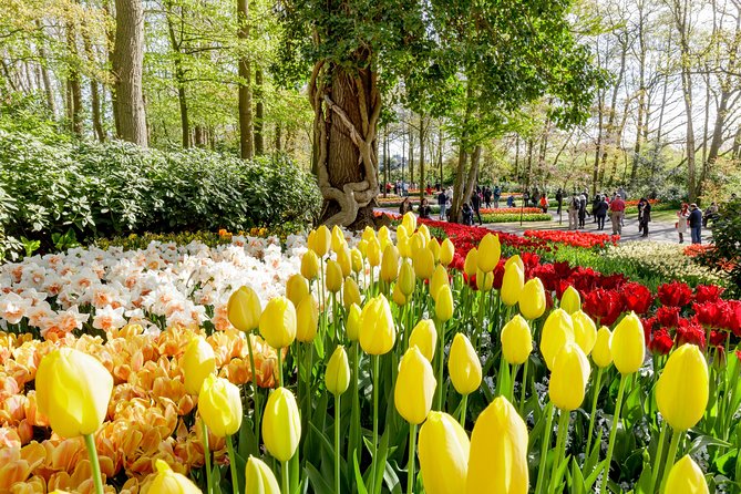 Keukenhof, Flower Fields, Volendam and Zaanse Schans Small-Group Tour - Price and value: why this $40 trip can be a smart spring move