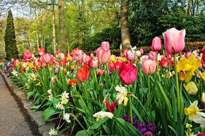 Keukenhof Gardens and Tulips Private Tour from Amsterdam - Who This Keukenhof Tour Fits Best