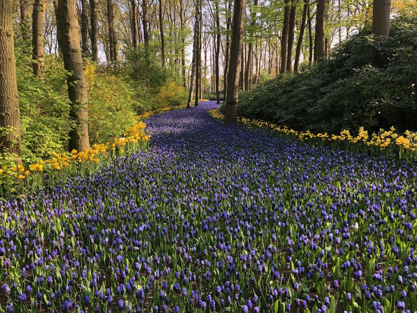 Keukenhof, Tulip Farm, Flower Fields & Windmills - What to expect from your private guide