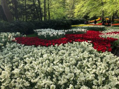 Keukenhof, Tulip Farm, Flower Fields & Windmills - Keukenhof: the biggest flower garden, without the usual chaos