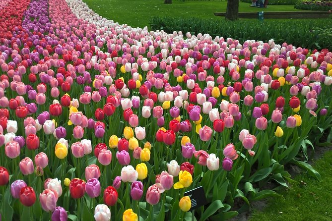 Keukenhof's Tulips and Windmills Small-Group Tour from Amsterdam - A Dutch day checklist that actually works