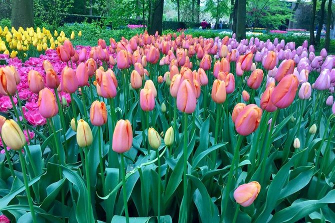 Keukenhof's Tulips and Windmills Small-Group Tour from Amsterdam - Molen De Kat: climb a working windmill for the view