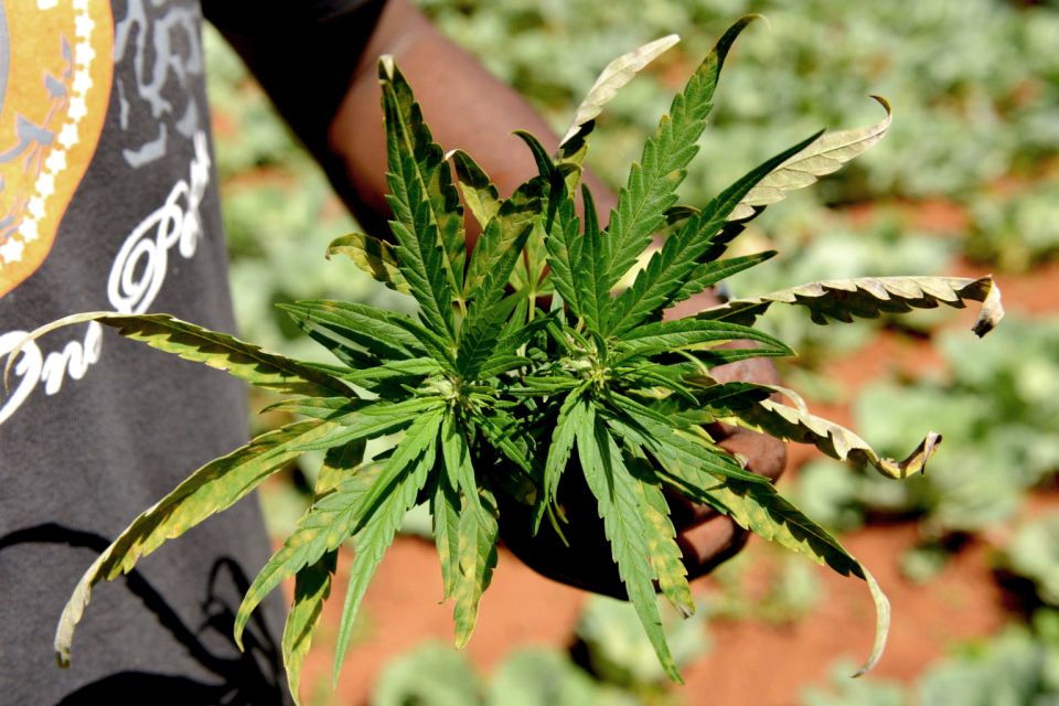 Mike Tyson inspired cannabis tour PRIVATE - Mike Tyson Branding Meets Real Amsterdam Rules