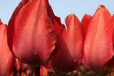 Private Day Tour to Keukenhof Gardens - from Amsterdam/Rotterdam - South Holland Options: Build a Day Around Delft, Cheese, Bikes, or Windmills