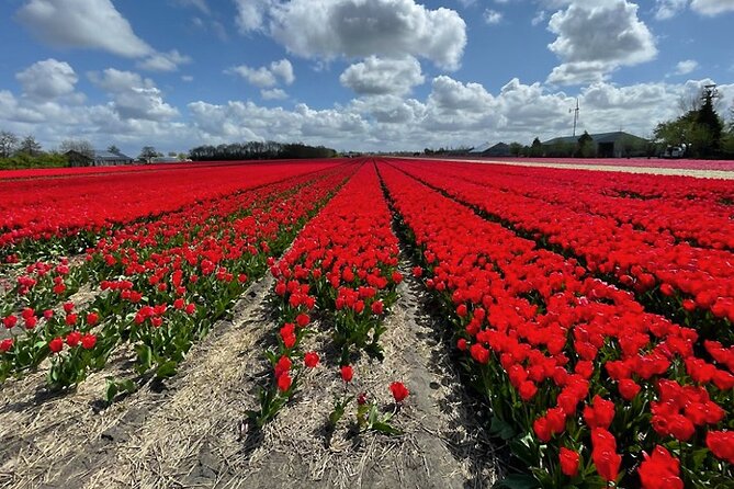 Private Day Tour to Keukenhof Gardens - from Amsterdam/Rotterdam - Who This Tour Fits Best (and Who Might Want Something Different)