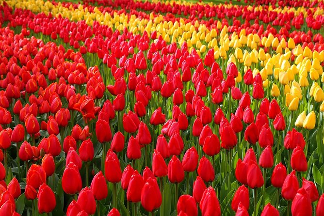 Private Day Trip from Amsterdam to Keukenhof with Entrance Tickets - Key things I’d plan around