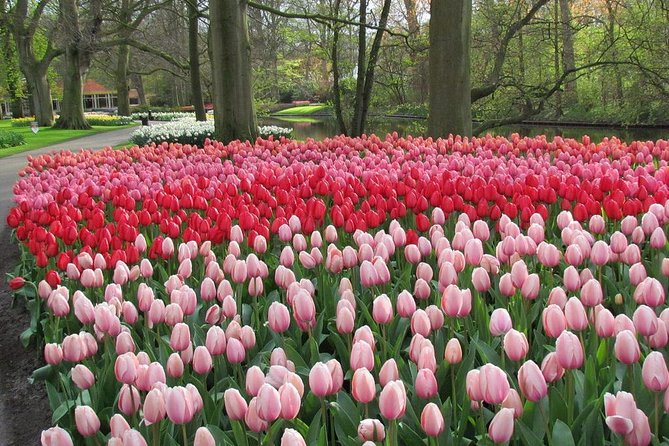 Private Day Trip from Amsterdam to Keukenhof with Entrance Tickets - Lunch on the Return: Tulip Farm Stop and a Good Food Plan