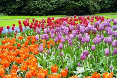 Private Day Trip from Amsterdam to Keukenhof with Entrance Tickets - Your Keukenhof Time: What 4 Hours Really Buys You