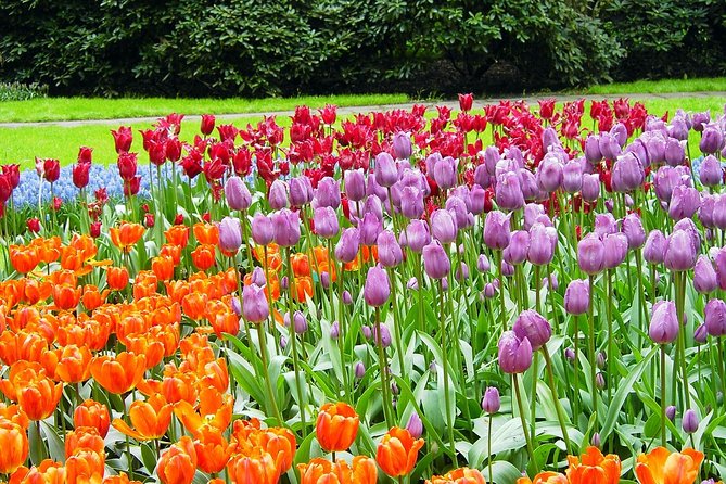 Private Day Trip from Amsterdam to Keukenhof with Entrance Tickets - Your Keukenhof Time: What 4 Hours Really Buys You