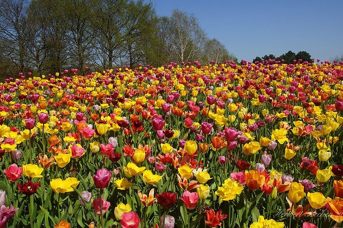 Private Day Trip to Keukenhof Gardens with Entrance Tickets - Spring Flowers Without the Group-Group Shuffle