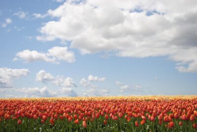 Private Half-Day Trip From Amsterdam to The Tulip Fields in Keukenhof - Stop 1 at Keukenhof: Arrival, First Impressions, and Where to Start