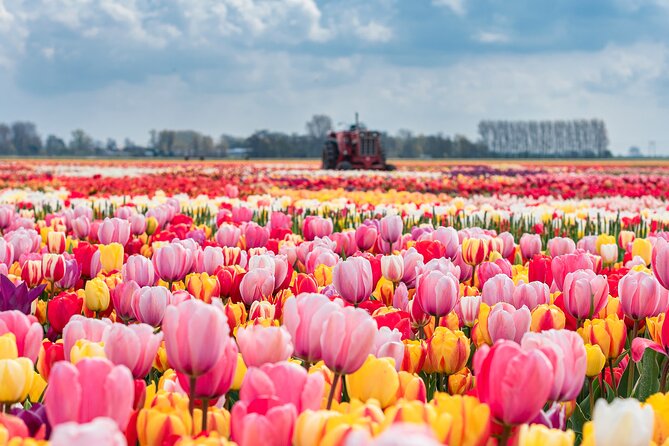 Private Keukenhof Gardens and Tulip Fields Tour from Amsterdam - Private pickup and skip-the-line entry from Amsterdam