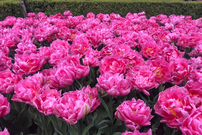 Private Tour to the Keukenhof and Tulip Fields - Why this private tulip plan feels better than a bus day