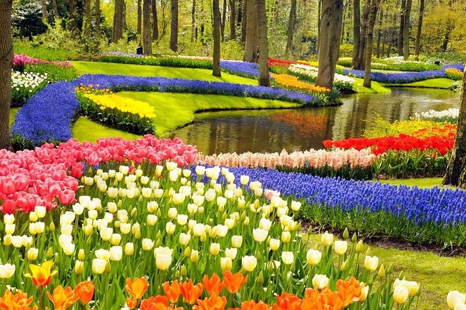Private Tour to the Keukenhof and Tulip Fields - Amsterdam pickup and the drive that saves you time (and brain cells)