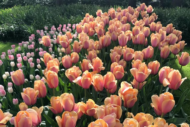 Private Tour to the Keukenhof and Tulip Fields - De Tulperij: a short stop with big photo payoff