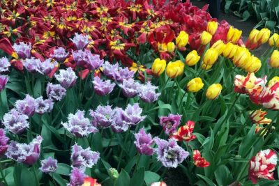 Private Tour to the Keukenhof and Tulip Fields - Aalsmeer Flower Auction: the 7am option that changes the whole vibe