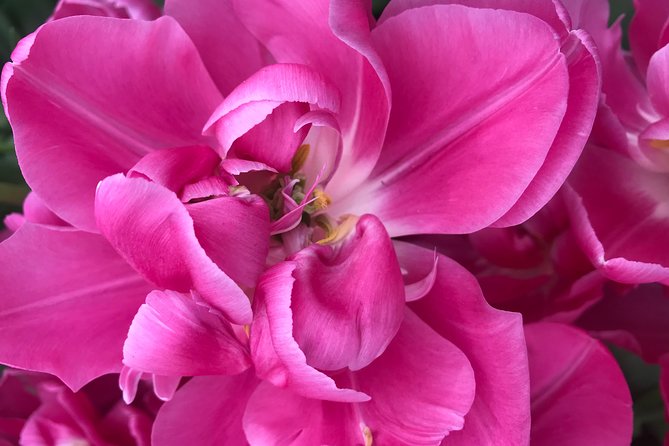 Private Tour to the Keukenhof and Tulip Fields - When March bloom reality hits: how to avoid a tulip disappointment