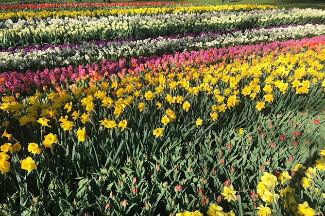 Private Tour to the Keukenhof and Tulip Fields - Price and value: what $318.70 really buys