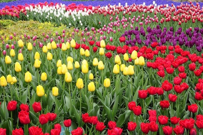 Private Tour to Tulips, Keukenhof, Windmills & Cheese Farm - Hotel pickup and an 8-hour day that actually fits real life