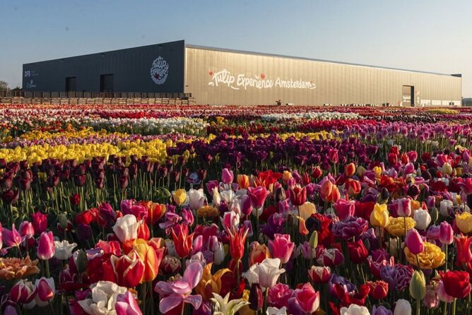 Private Tour to Tulips, Keukenhof, Windmills & Cheese Farm - Price and value: what $470.43 per person is buying you
