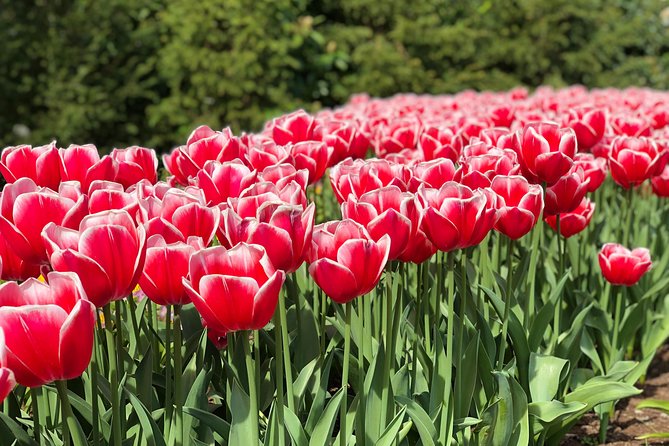 Private Tour to Windmills Zaanse Schans +Keukenhof - 7 Hours - What’s included (and what’s not) so you can budget cleanly