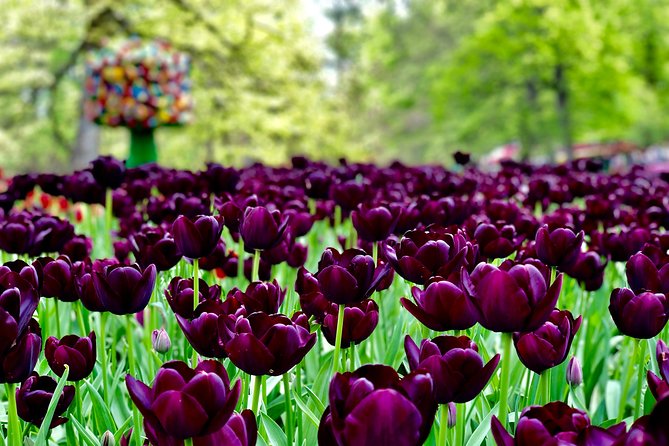 Private Tour to Windmills Zaanse Schans +Keukenhof - 7 Hours - Languages and flexibility: get the day you actually want