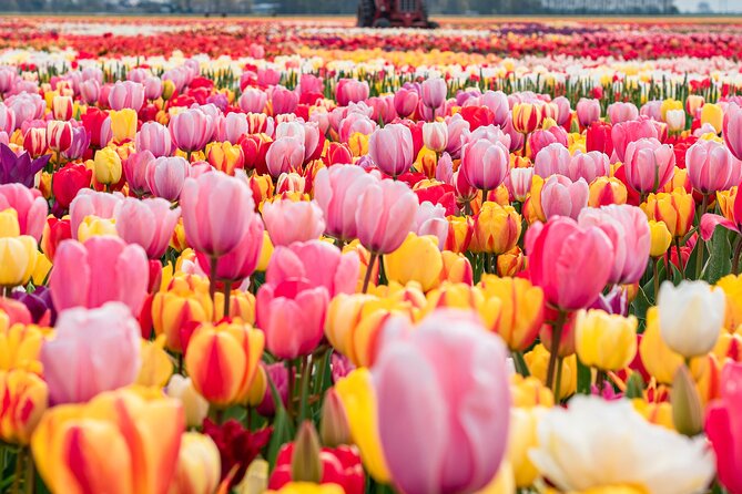 Private Tulip Fields, Windmills and Cheese Tour from Amsterdam - Why this private tulip-to-cheese day makes sense