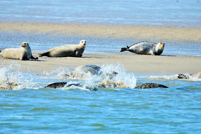 Seal Safari at UNESCO Site Waddensea from Amsterdam - First, the big idea: UNESCO Wadden Sea, not just a seal boat ride