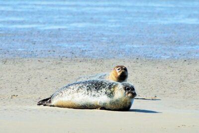 Seal Safari at UNESCO Site Waddensea from Amsterdam - The boat tour on the Wadden Sea: how seal spotting really works