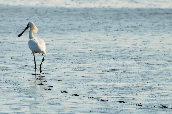 Seal Safari at UNESCO Site Waddensea from Amsterdam - Timing and pacing: why the whole day still feels relaxed