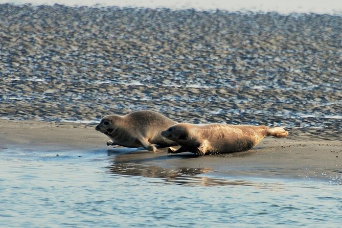 Seal Safari at UNESCO Site Waddensea from Amsterdam - Price and value: what $149.78 really buys you