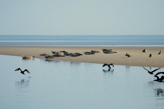 Seal Safari at UNESCO Site Waddensea from Amsterdam - Who should book this Seal Safari (and who should skip it)?
