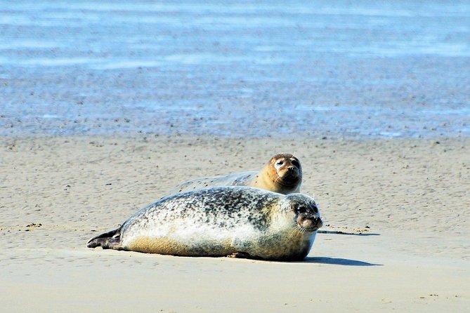 Seal Safari at UNESCO Site Waddensea from Amsterdam - The boat tour on the Wadden Sea: how seal spotting really works