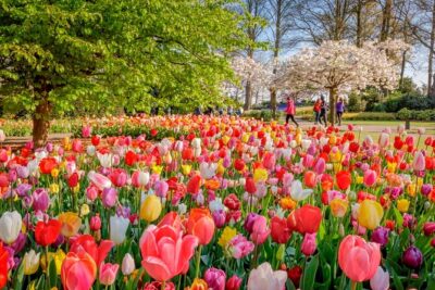 Skip-the-Line Keukenhof Gardens and Tulip Fields Tour from Amsterdam - Entering Keukenhof: what skip-the-line really changes
