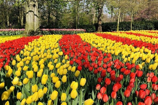 Skip-the-Line Keukenhof Gardens and Tulip Fields Tour from Amsterdam - When Keukenhof is open: plan your day around the spring window