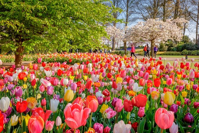 Skip-the-Line Keukenhof Gardens and Tulip Fields Tour from Amsterdam - Entering Keukenhof: what skip-the-line really changes