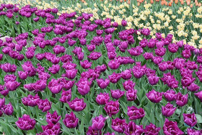 Tour to Giethoorn and Keukenhof Tulip Fields from Amsterdam - Who This Tour Fits Best (and Who Might Prefer DIY)
